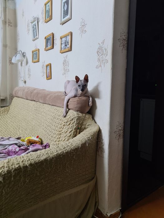 Котята Донской сфинкс