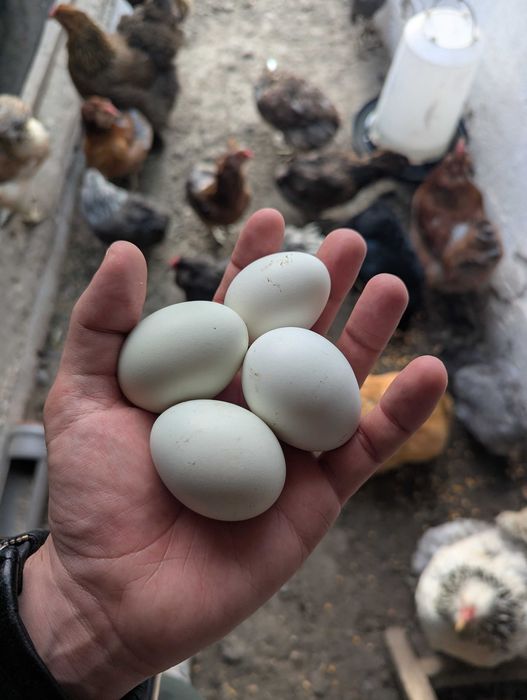 De vânzare oua araucana