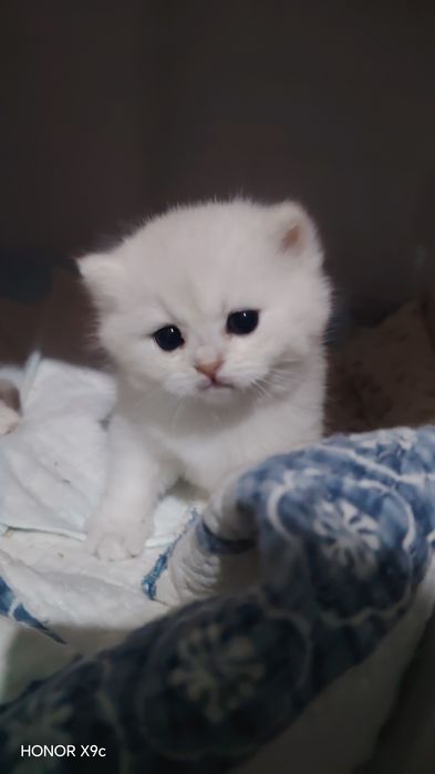 Zalotisti shinshilla