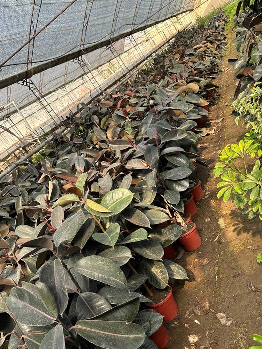 Фикус малочай кала алое гуллари