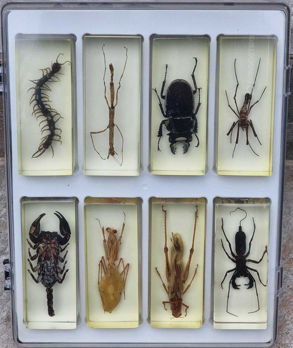 INSECTE REALE - Intreaga colectie de la Deagostini, 56 piese + albume!