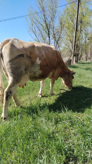 Продам корову скоро отелиться