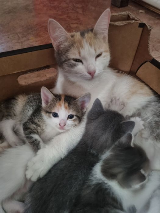 Котята в добрые руки