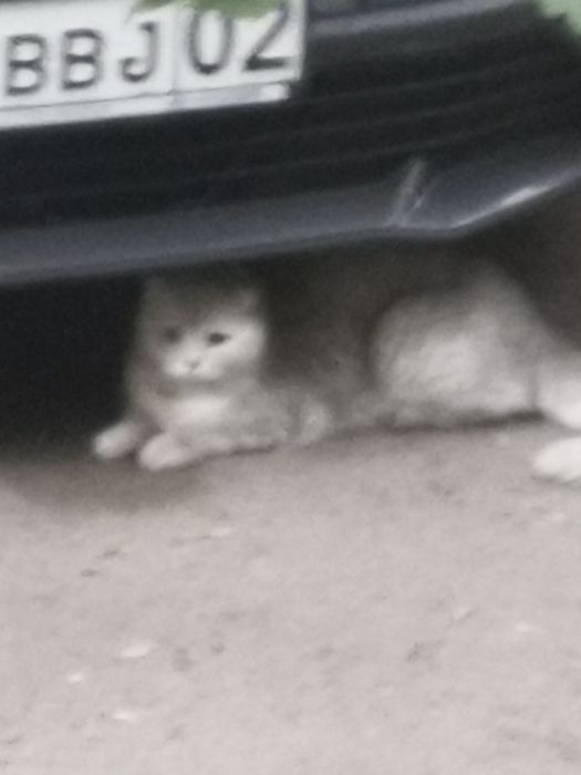 Потеряшка Кошка или кот