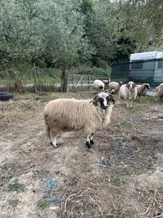 Berbeci de vanzare