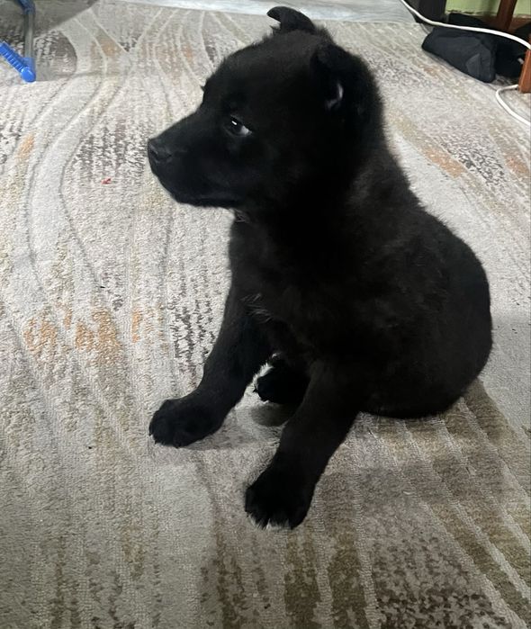 Продам щенка немецкой овчарки