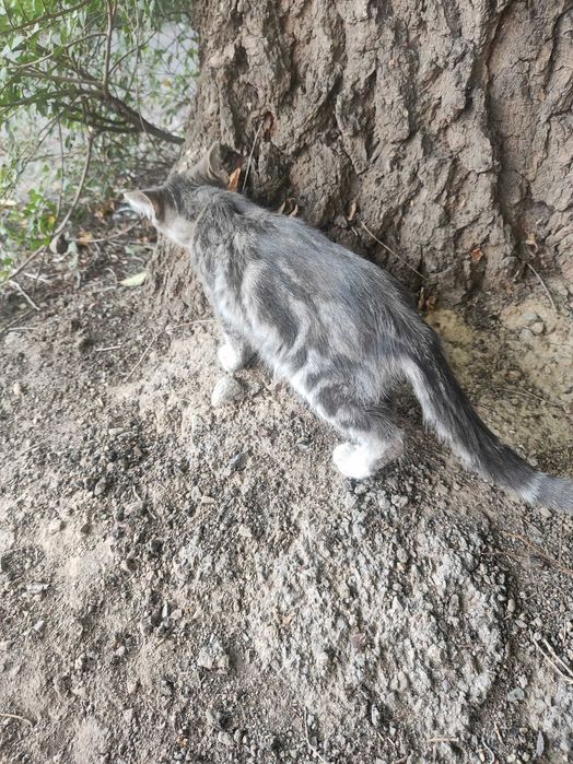 Котёнок мальчик 2 месяца