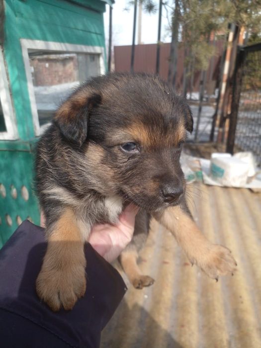 Отдам щенков в добрые руки