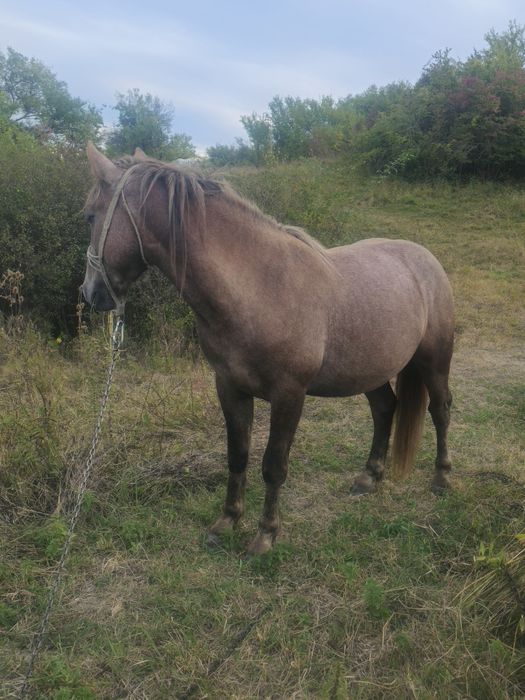Vând armăsar cuminte