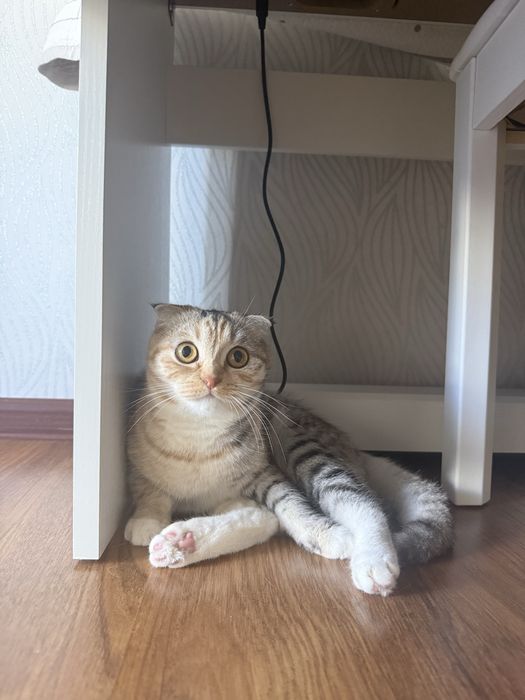 Отдам кошку в хорошие руки