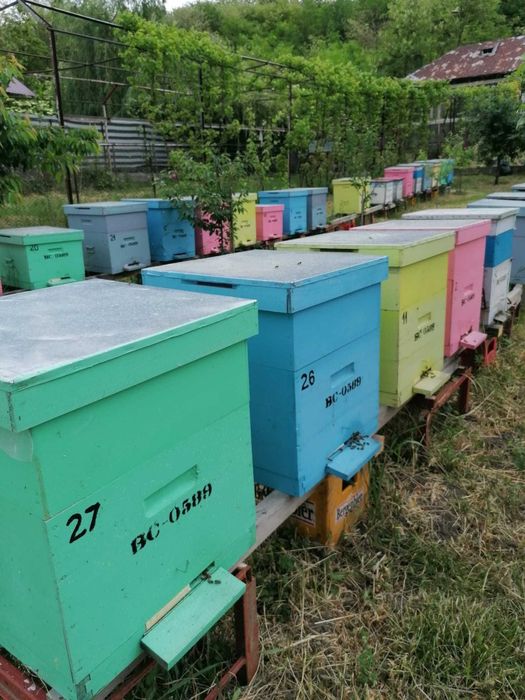 Vand 15 familii de albine de la apicultor