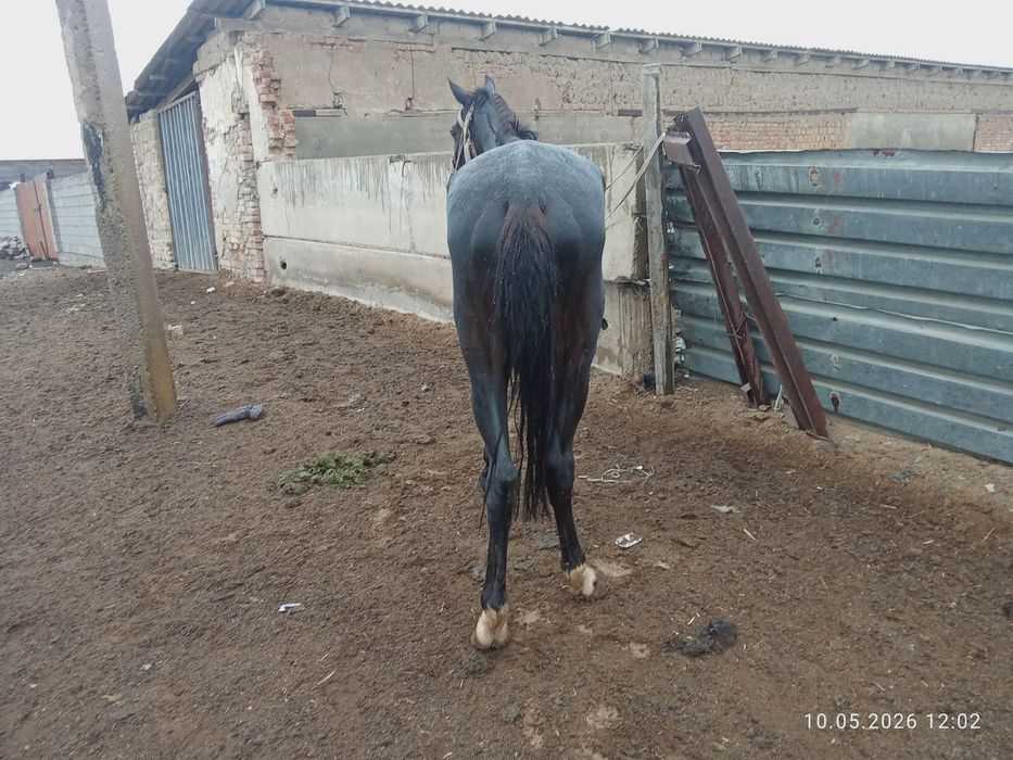 Айғыр сатылады 3 жасар