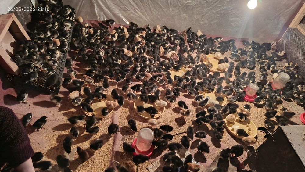 qora andijon toqvuq joʻjalari sotiladi narxni telda gaplashamiz !!!