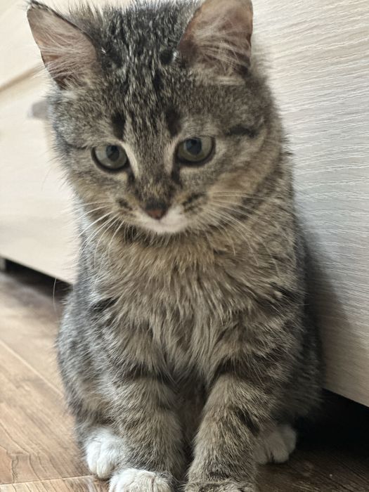 Домошный животный