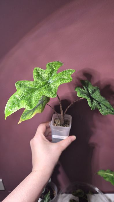 Алоказия ,Пинк амазоника Синуата итд