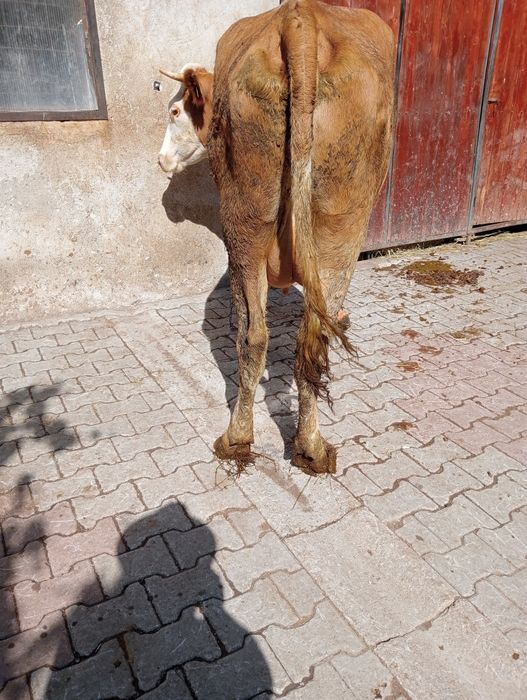 vand juninca de doi ani