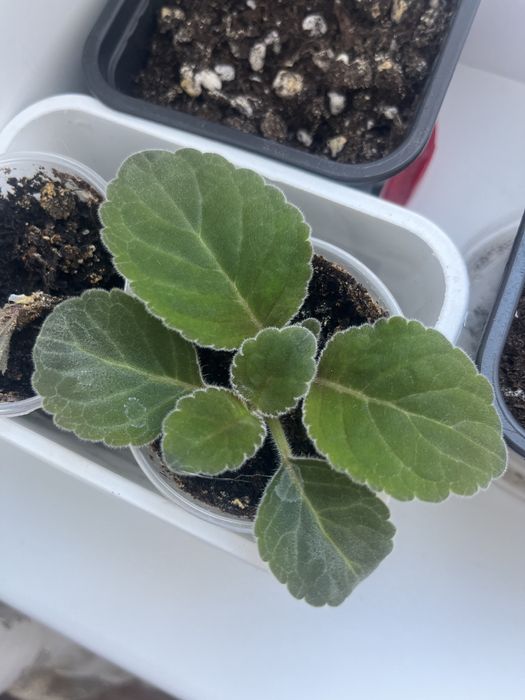 Глоксиния, тидея