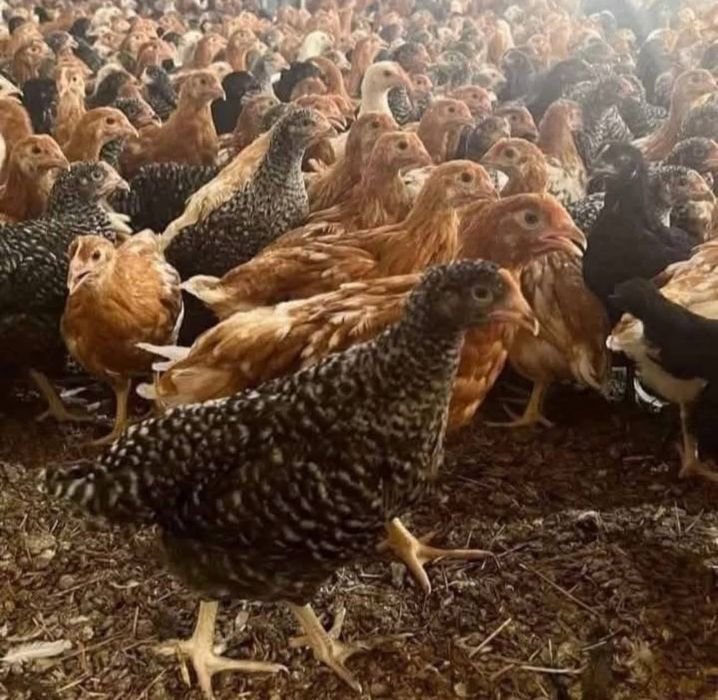 Ferma de pui zburați