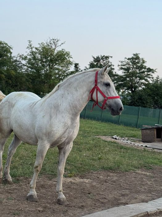 Iapă lipițeancă de vânzare