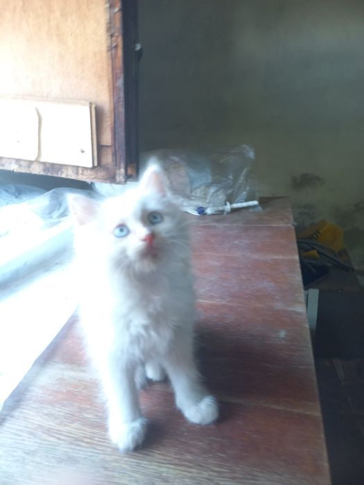 Котенок белый пушистый мальчик