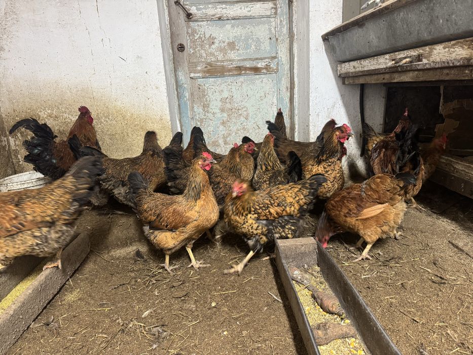 Кучинскый сицтсевые