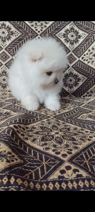 Маленькие пушистики