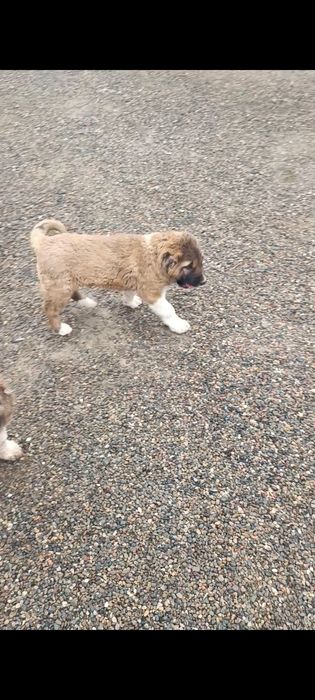 Продам щенков САО Алабая