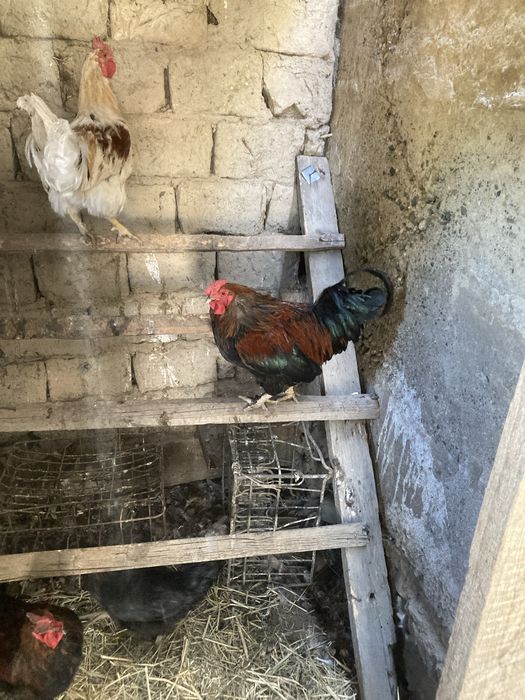 Жас кораздар бар