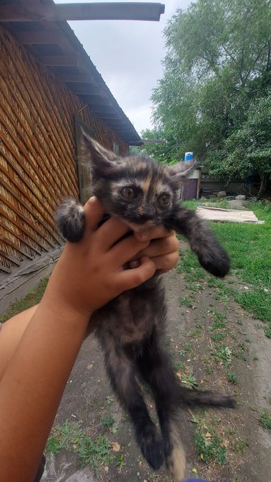 Отдам бесплатно котят
