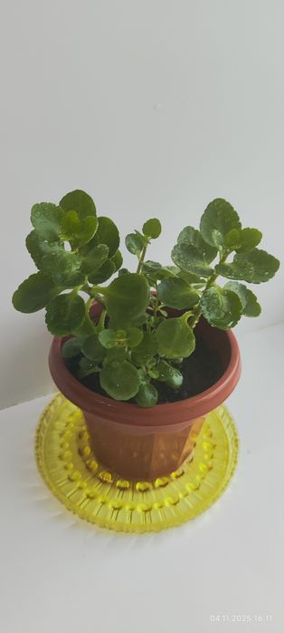 Продам каланхоэ декоративный