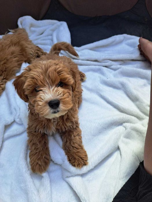 Catel Maltipoo vaccinat si deparazitat