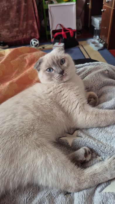 Шотландская  вислоухая