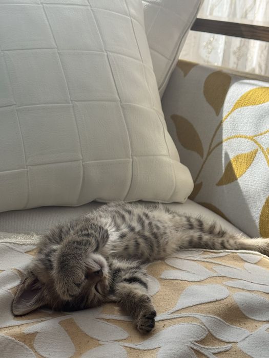 Котенок (3 мес.)