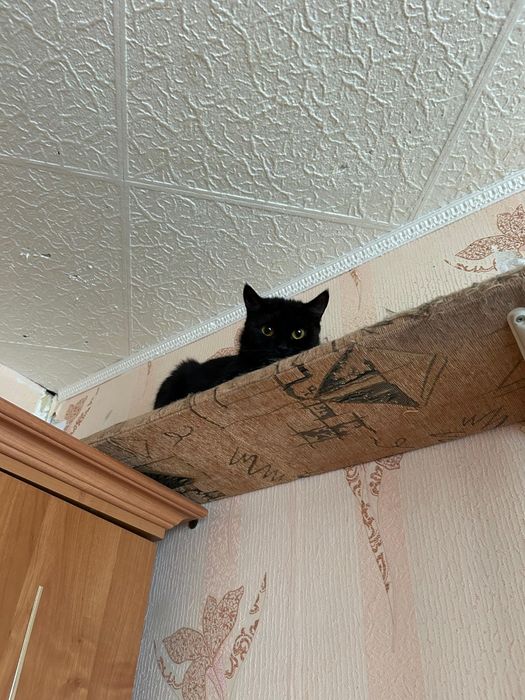 Ищем дом для котиков и кошечек