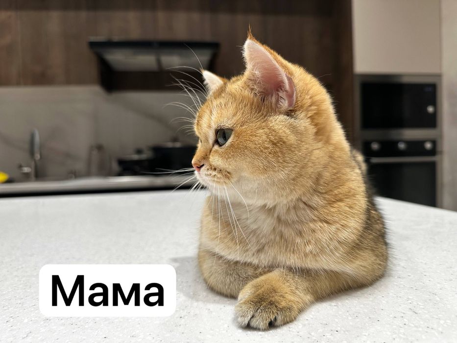 Продаётся золотистая шиншилла