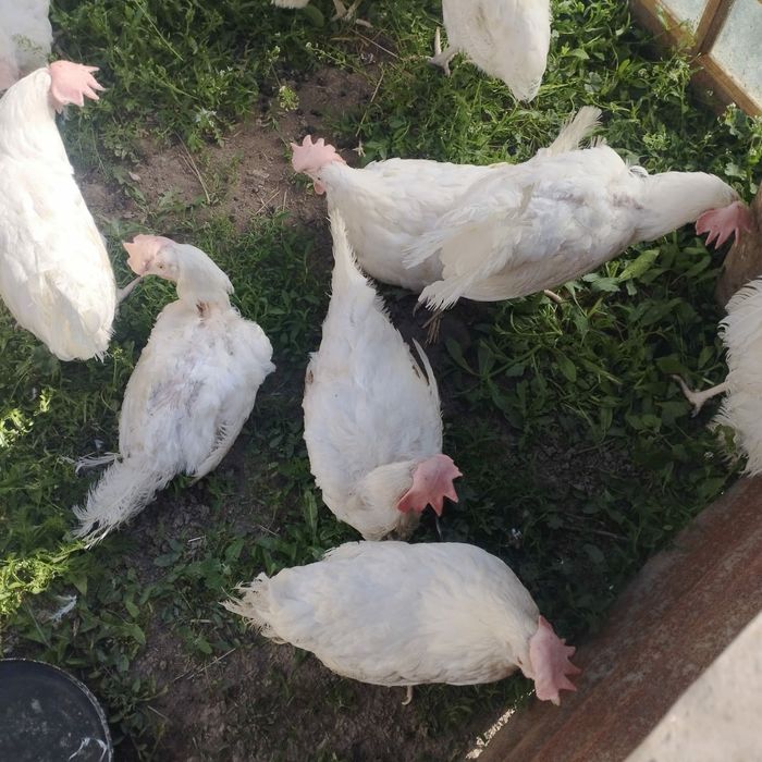 курицы куры несушки