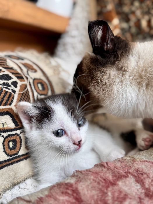 Отдам котенка в добрые руки