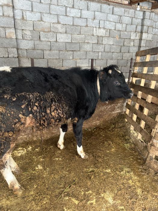 Бұқалар сатылады