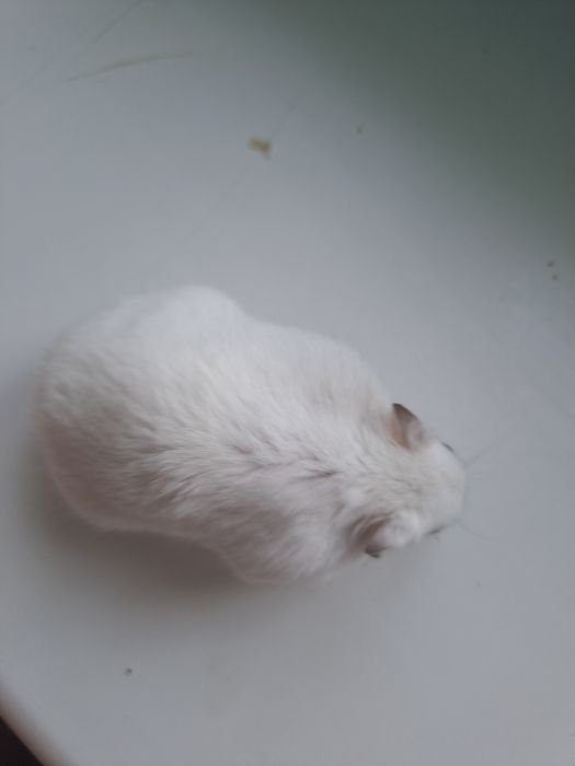 Хомяк отдам в хоршие руки