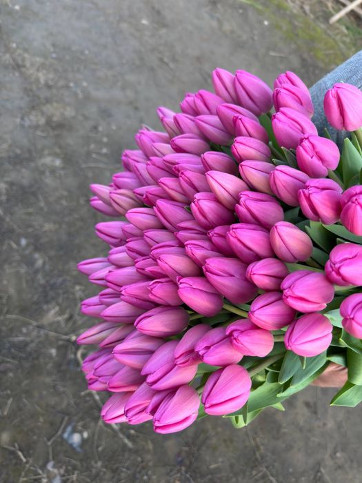 Lola / Голландские тюльпаны