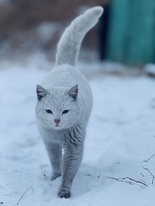 Отдам кошку в хорошие руки