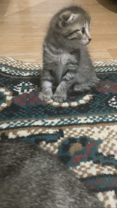 Котенки девочки отдам в хорошие руки.