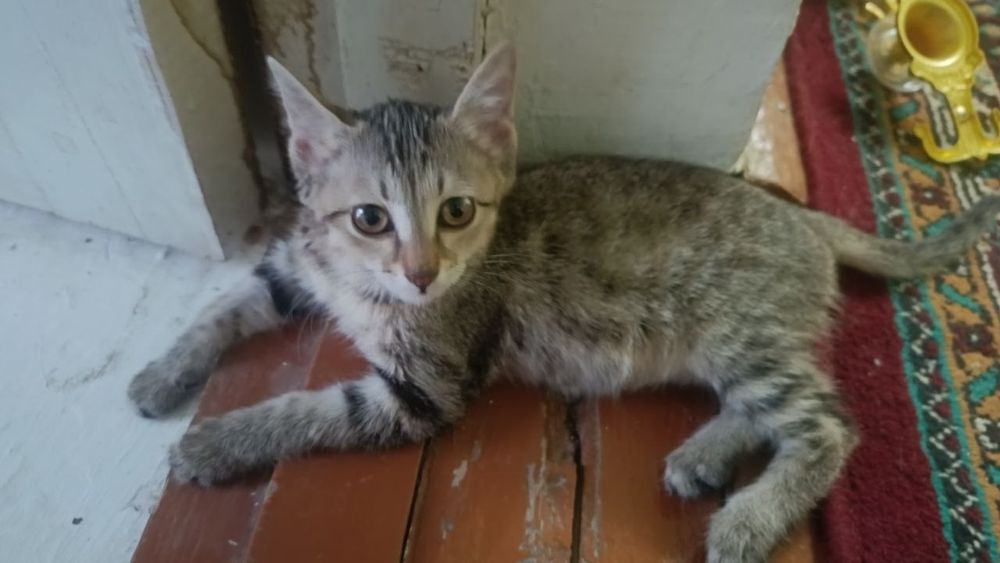 Отдам  котёнка  в добрые руки, приучен к лотку. Котёночек домашний