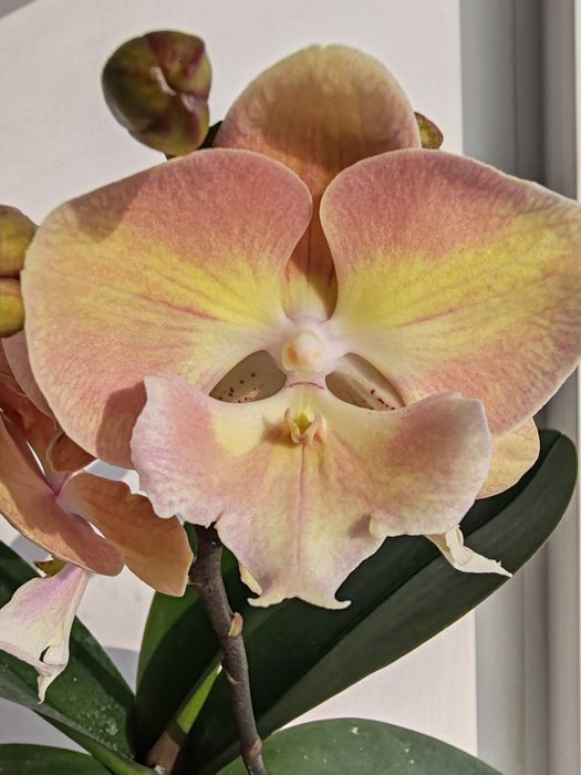 Орхидея фаленопсис