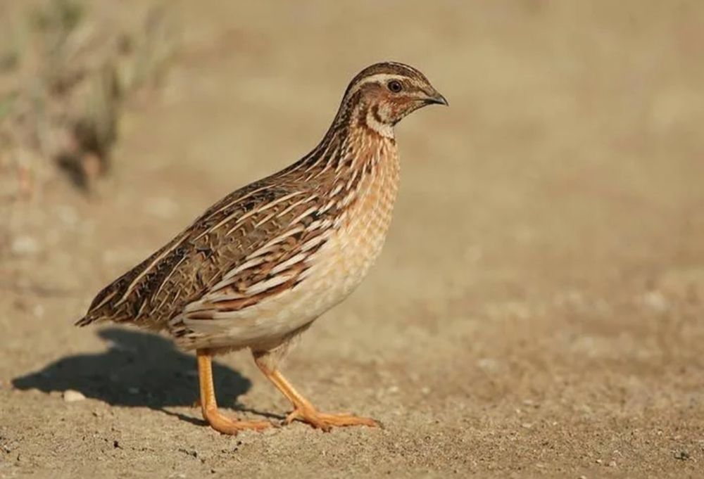 Беда хурозлари, тухумлари, зотдор жужалар сотилади