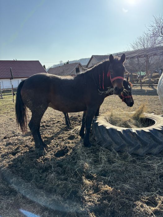 De vanzare o iapa de 4 ani si manza iei de 8 luni