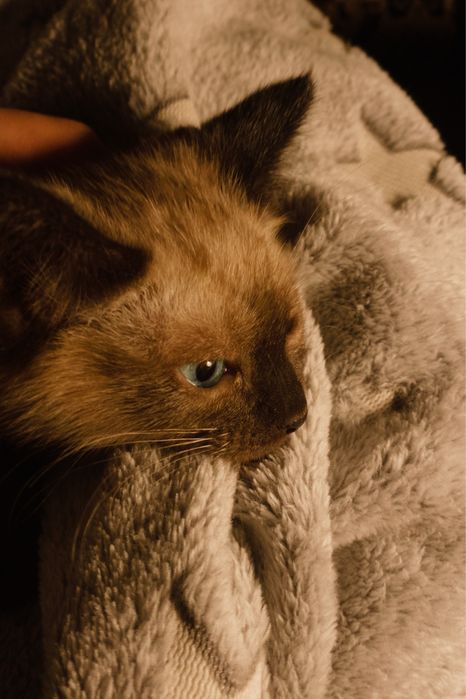 Сиамская порода котенок