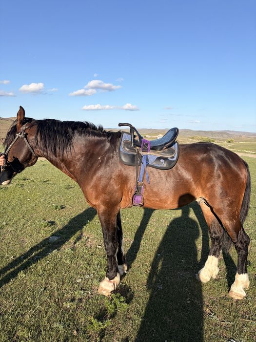 Айғыр сатылады, продается мощный жеребец