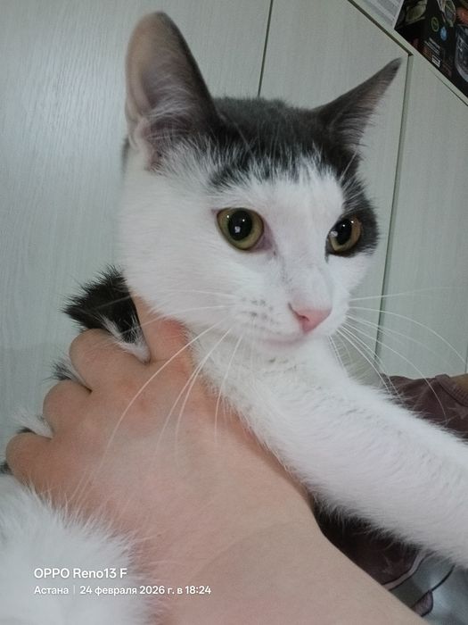 Отдам в добрые руки кота