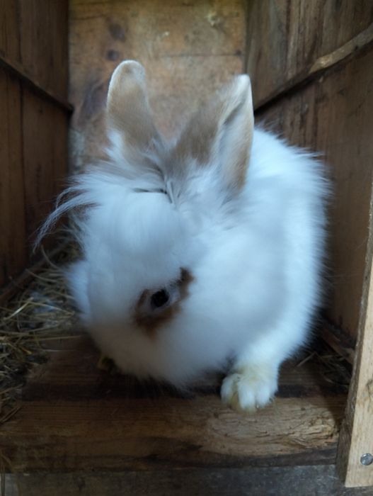 Iepurasi de paste [cap de leu]